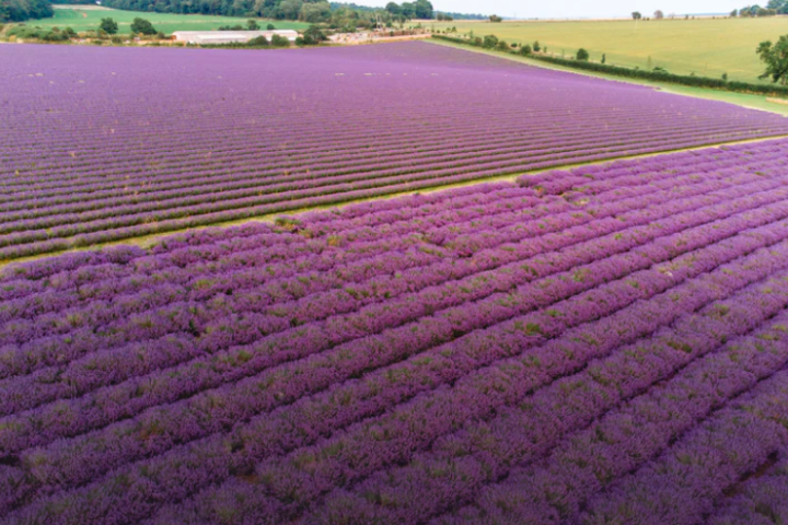 a close up of a green field