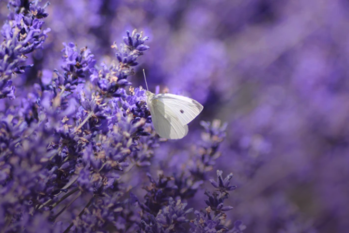 a purple flower on a plant
